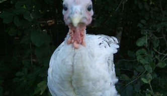 Angry Turkey