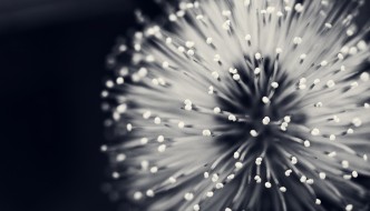 Black & White Flower Pattern