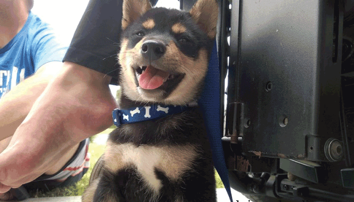 Mowgli-The-Shiba2